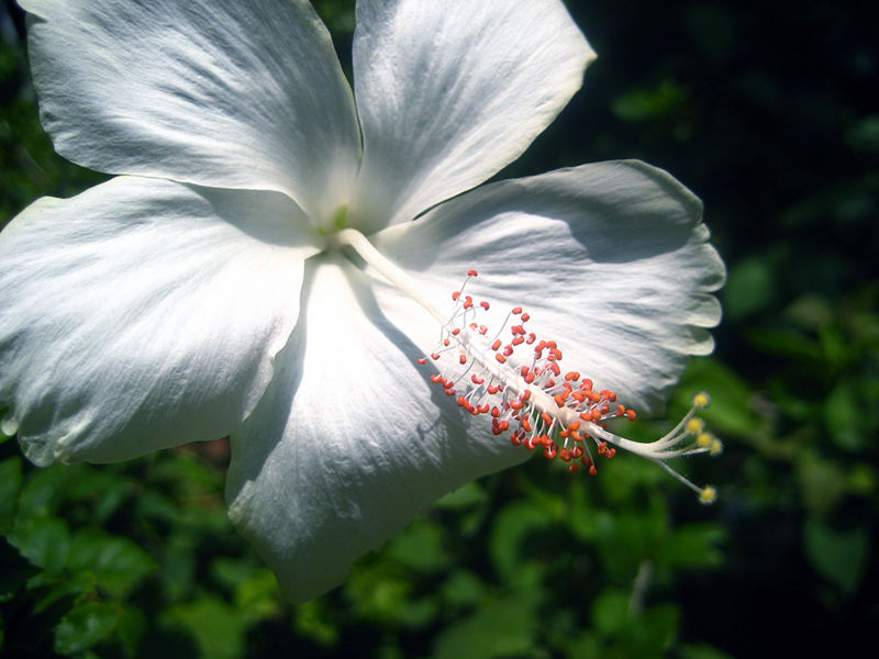 File:White hibiscus-2012.jpg