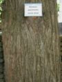 Bark