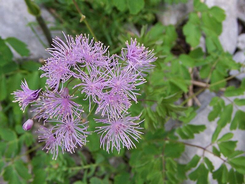 File:1022px-Thalictrum aquilegifolium a1.jpg