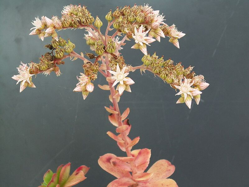File:1024px-Aeonium haworthii PICT3759.jpg
