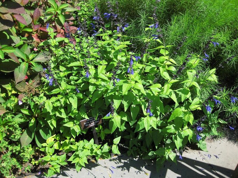 File:1024px-IMG 0032 nybg09.jpg
