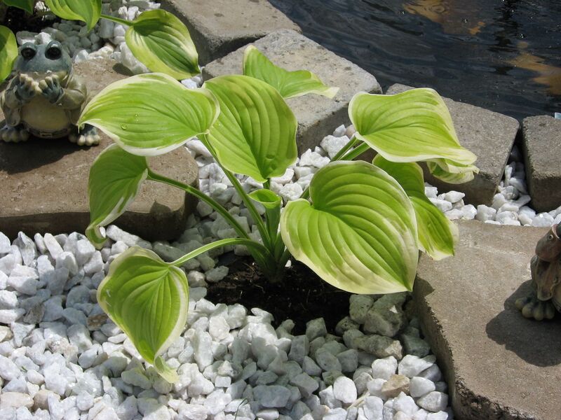 File:1280px-Hosta2.jpg