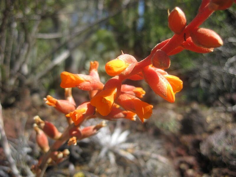 File:1280px-IMG 2467 hunt0903.jpg