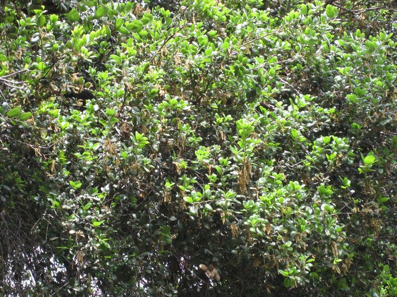 File:1280px-IMG 5121 hunt0904.jpg