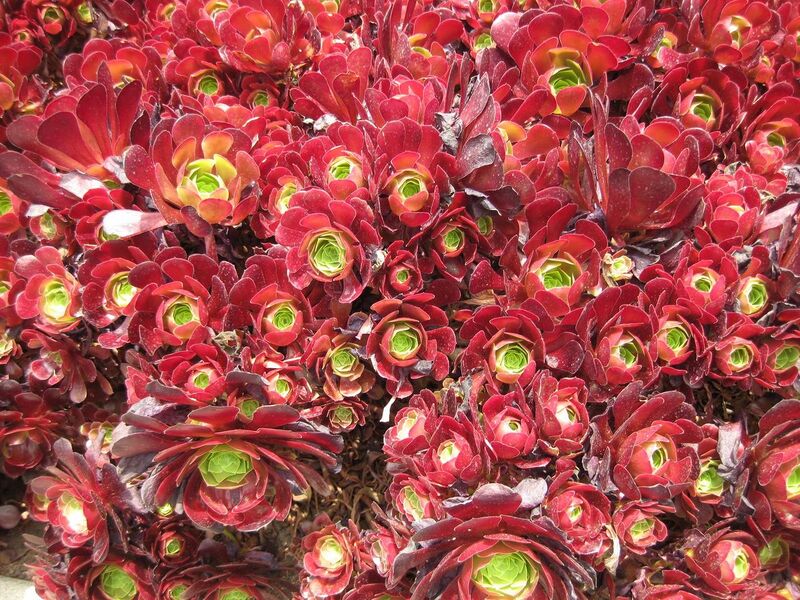 File:1280px-IMG 7376 hunt09jun.jpg