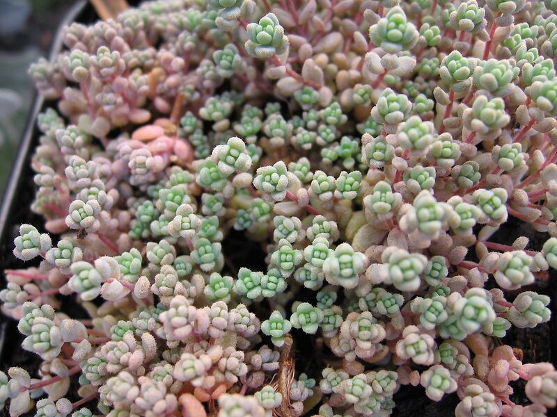 File:1280px-Sedum dasyphyllum 01.jpg