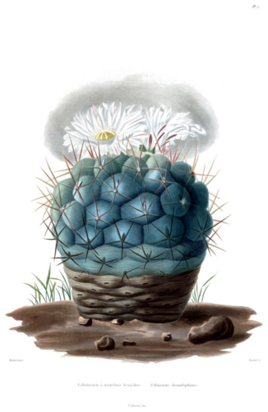 File:499px-Thelocactus hexaedrophorus Lem.png