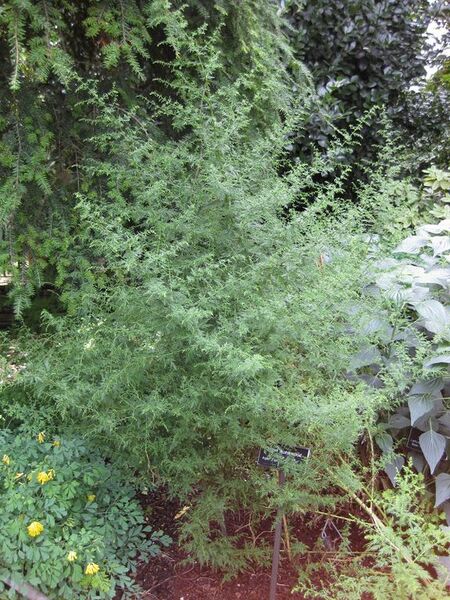 File:576px-IMG 0727 bbg09.jpg