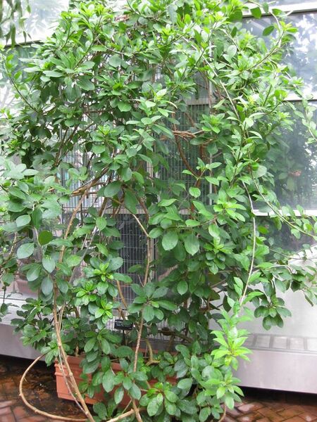 File:576px-IMG 0978 bbg09.jpg