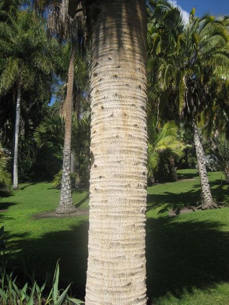 File:576px-IMG 2112 hunt0903.jpg