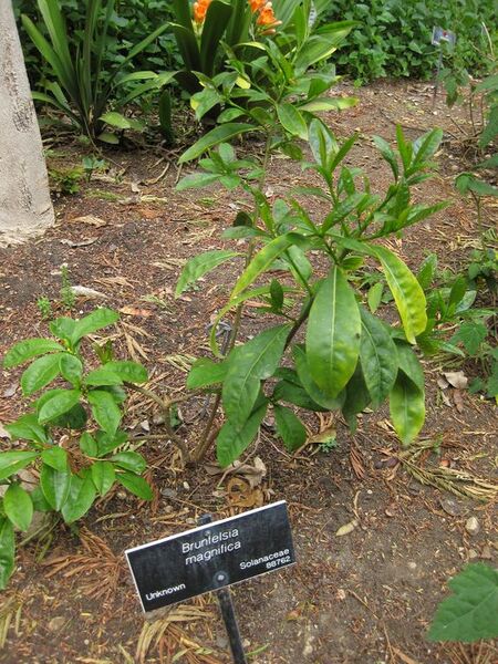 File:576px-IMG 4999 hunt0904.jpg