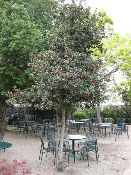 File:576px-IMG 5209 hunt0904.jpg