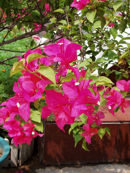 File:768px-BougainvilleaGlabra.jpg