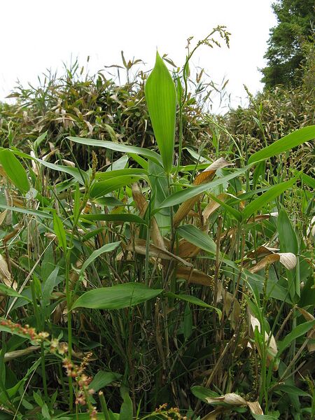 File:768px-Sasa veitchii2.jpg