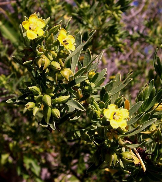 File:913px-Suriana maritima flowers.JPG