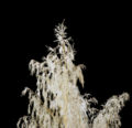 Betula pendula at night in winter