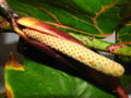 Thumbnail for version as of 16:17, 18 April 2010
