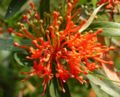 Embothrium flowers