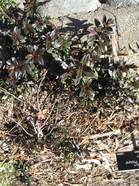 File:Hebe-purple picture-IMG 0624 hunt07.jpg