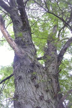 Honey locust trunk