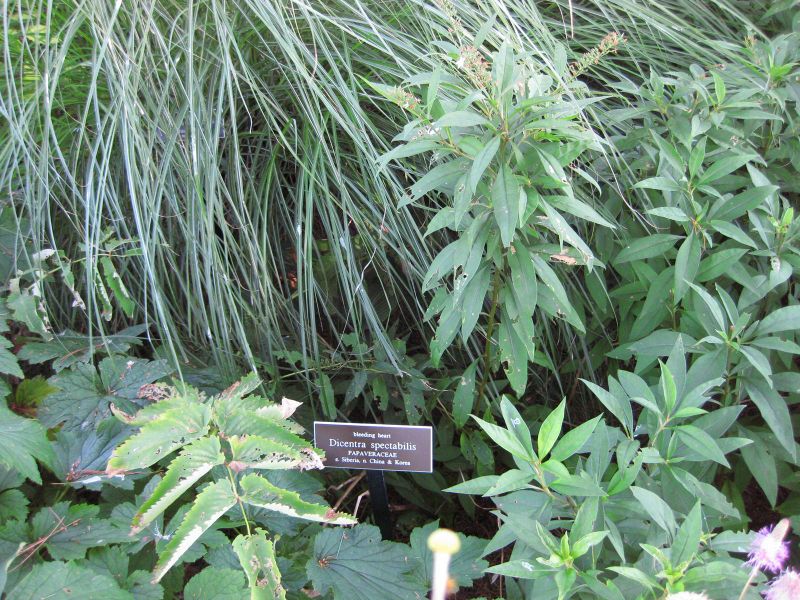 File:IMG 0211 nybg09.jpg