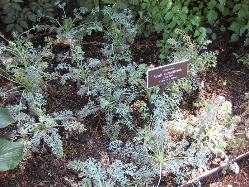 File:IMG 0214 nybg09.jpg