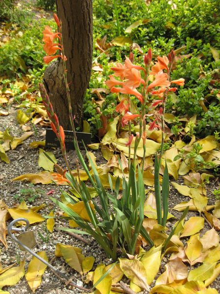 File:IMG 5154 hunt0904.jpg