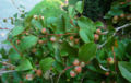 Stuartia pseudocamellia