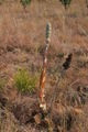 Thumbnail for version as of 04:43, 15 April 2007