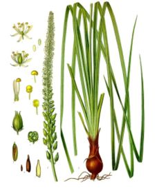 Schoenocaulon officinale