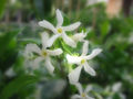 Flowers of T. jasminoides