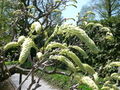 Wisteria floribunda