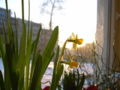Narcissus (yellow)