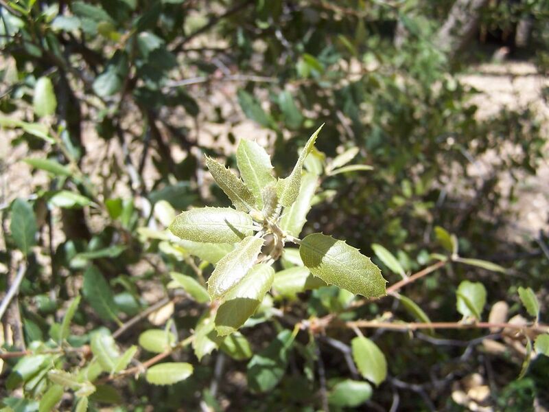 File:1024px-100 2432.jpg