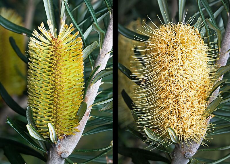 File:1024px-Banksia marginata immature and mature.jpg