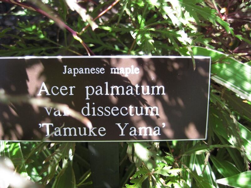 File:1024px-IMG 0055 nybg09.jpg