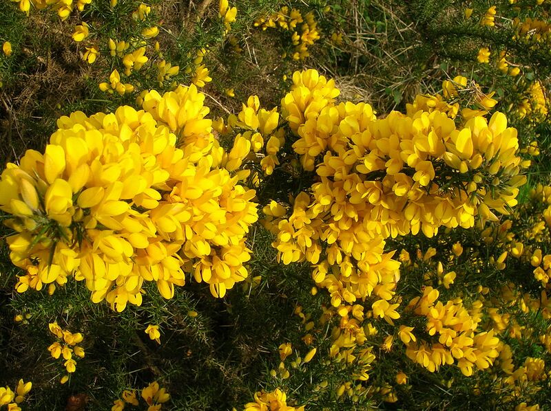 File:1024px-Whin or Gorse.JPG