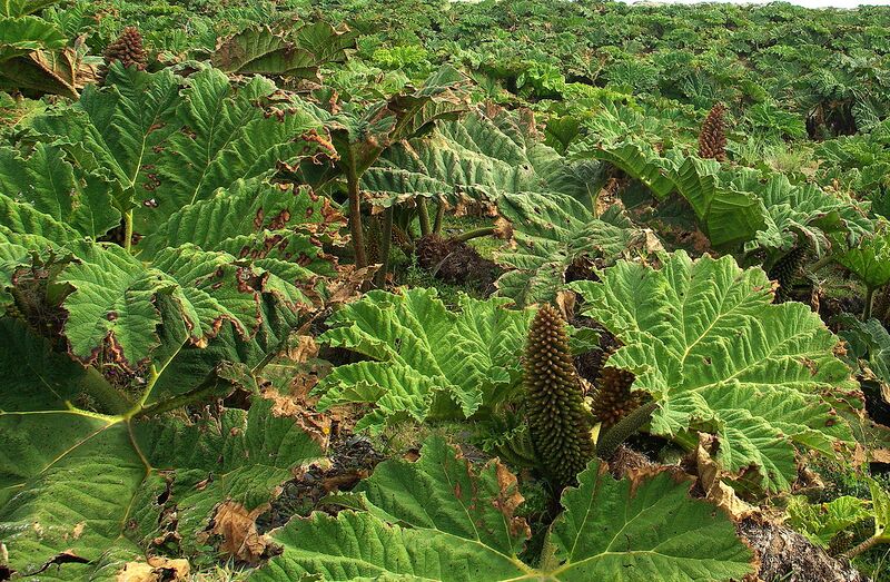 File:1280px-Gunnera Tinctoria flowering Stevage.jpg