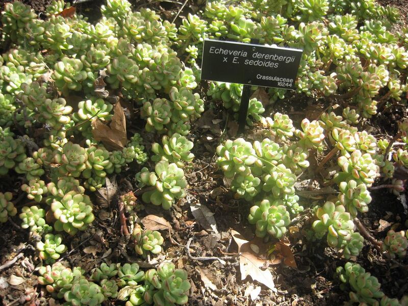 File:1280px-IMG 2207 hunt0903.jpg