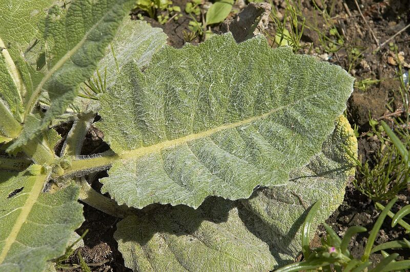 File:1280px-Salvia argentea B.jpg