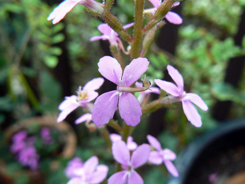 File:1280px-Stylidium productum.JPG