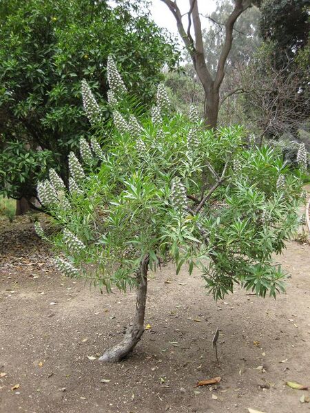 File:576px-IMG 4971 hunt0904.jpg