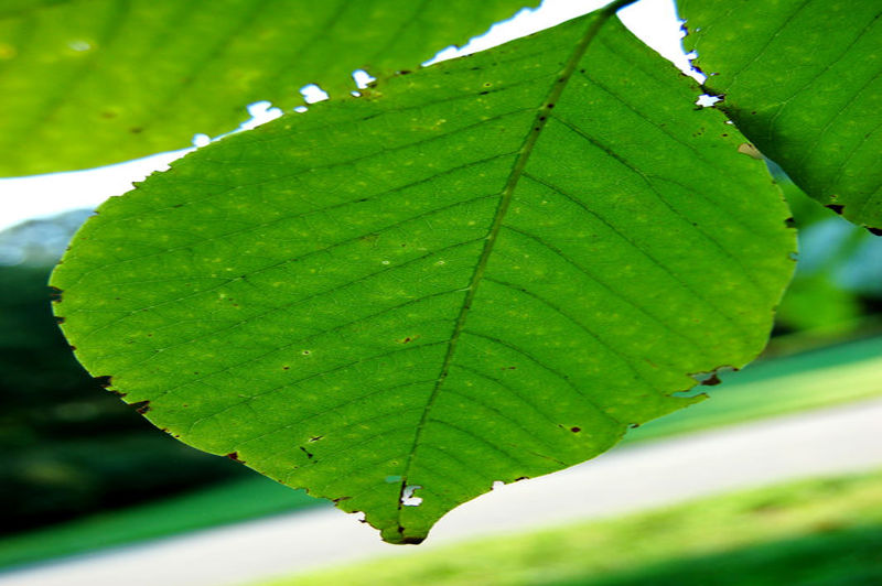File:Cladrastis kentukea Yellowwood Bottom Leaf 3008px.jpg