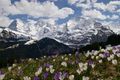 Wild crocus growing in the foothills of the Eiger in the European Alps.