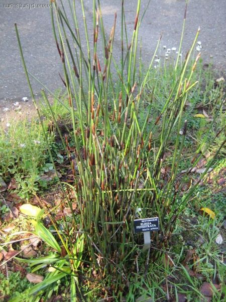 File:Elegia fenestrata-IMG 7998 sfbg0308.jpg