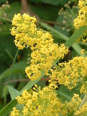 Lady's Bedstraw flowers