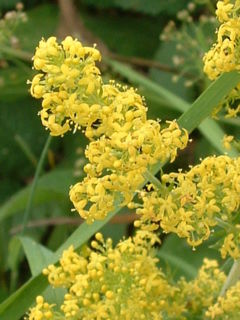 Lady's Bedstraw in flower