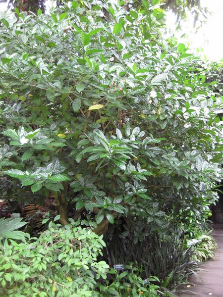File:IMG 1205 bbg09.jpg