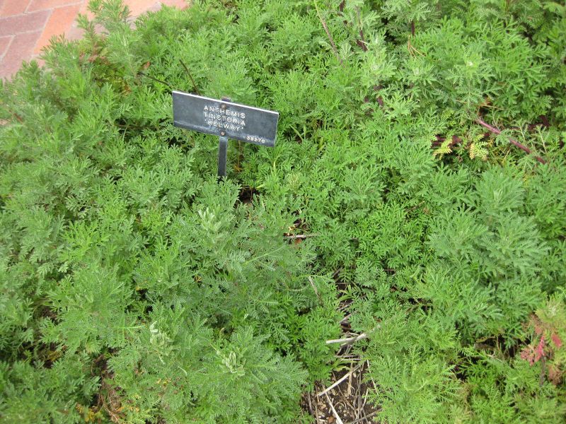 File:IMG 5252 hunt0904.jpg