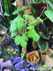 Jatropha podagrica